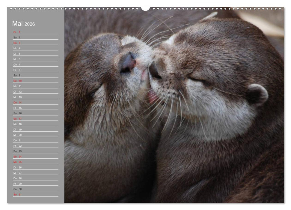 Otter. Frech, laut und clever (CALVENDO Wandkalender 2026)