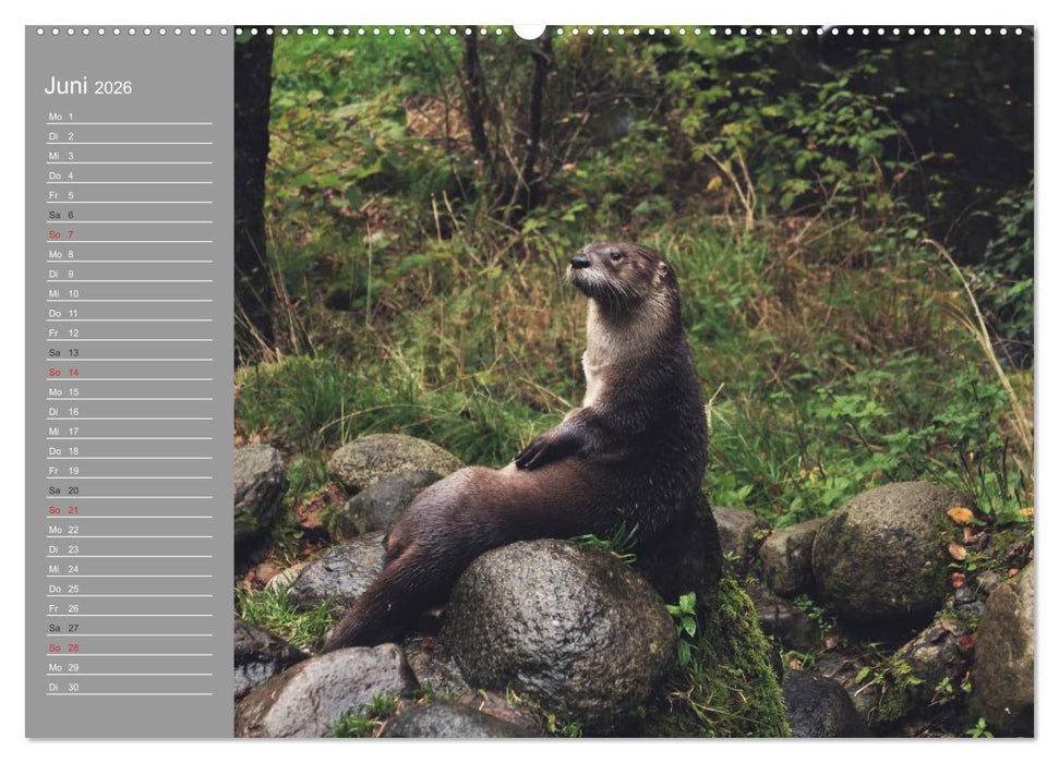 Otter. Frech, laut und clever (CALVENDO Wandkalender 2026)