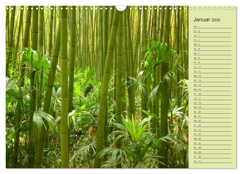 BAMBUS (CALVENDO Wandkalender 2026)
