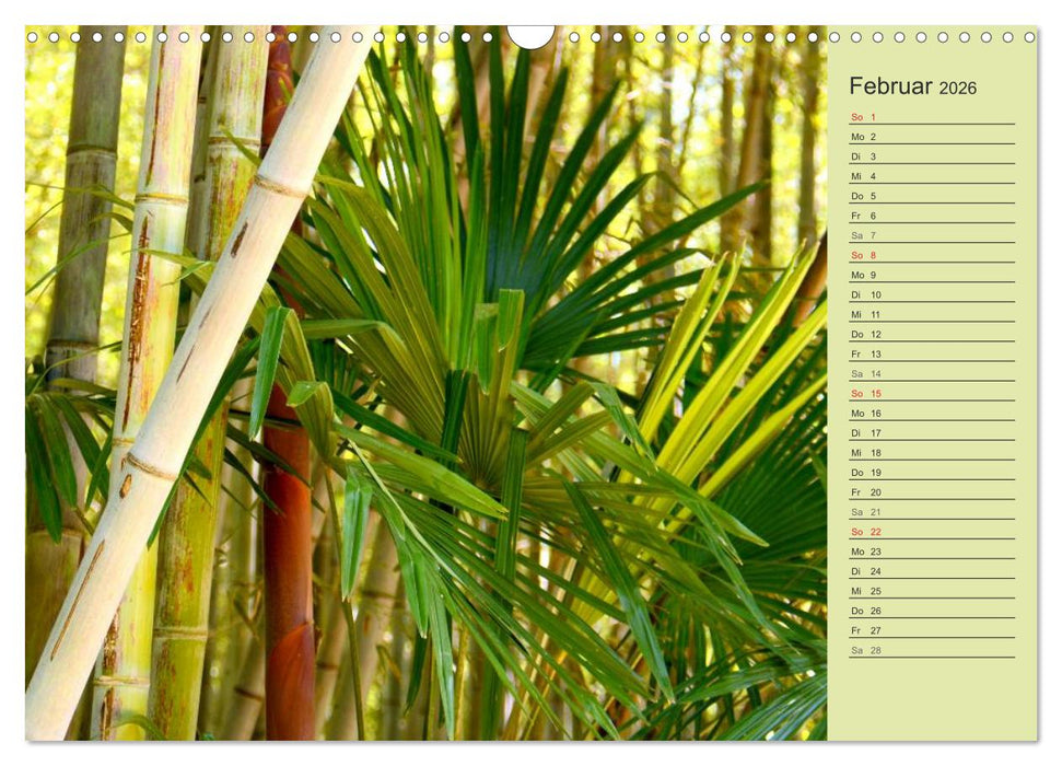 BAMBUS (CALVENDO Wandkalender 2026)