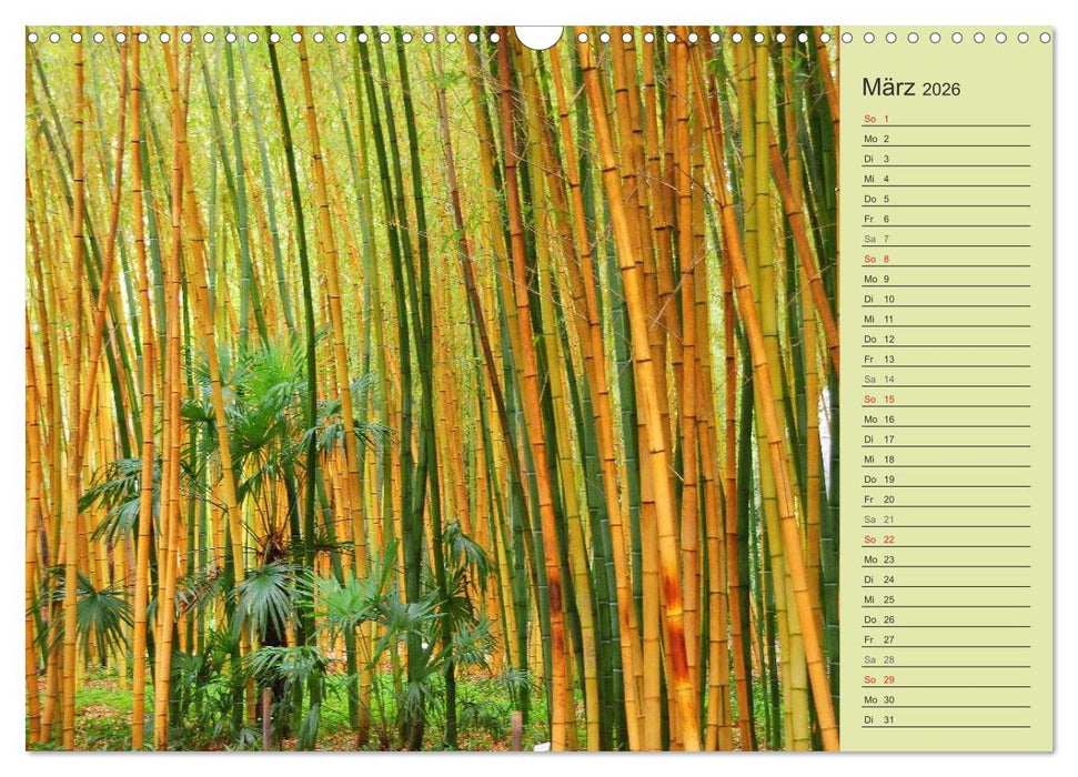 BAMBUS (CALVENDO Wandkalender 2026)