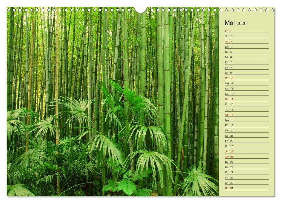 BAMBUS (CALVENDO Wandkalender 2026)