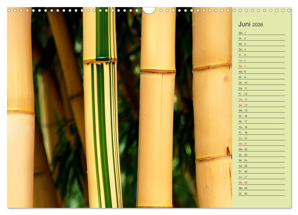 BAMBUS (CALVENDO Wandkalender 2026)