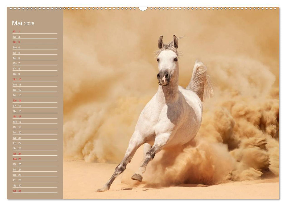 Pferde. Araber im Wüstensand (CALVENDO Wandkalender 2026)