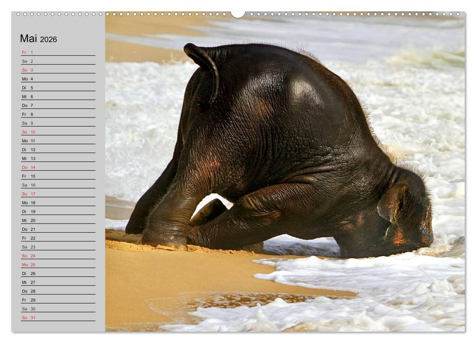 Elefanten. Spaß am Wasser (CALVENDO Wandkalender 2026)