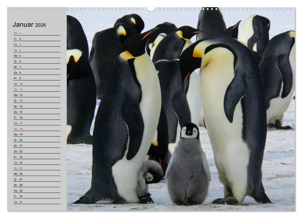 Pinguine - Watscheln im festlichen Kleid (CALVENDO Wandkalender 2026)