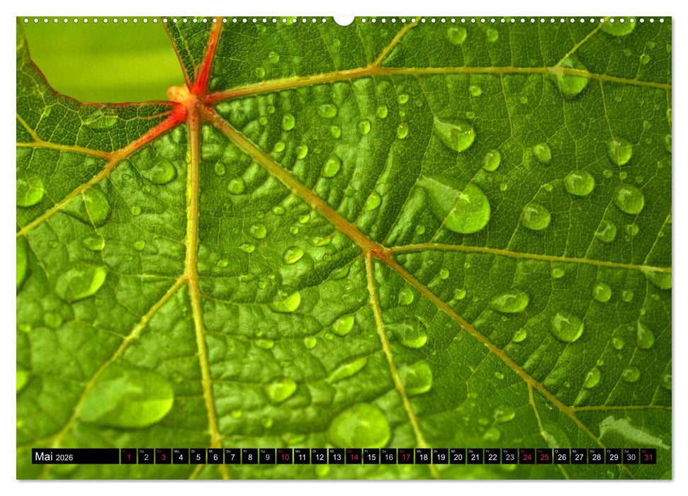 Wassertropfen - Diamanten des Lebens (CALVENDO Wandkalender 2026)