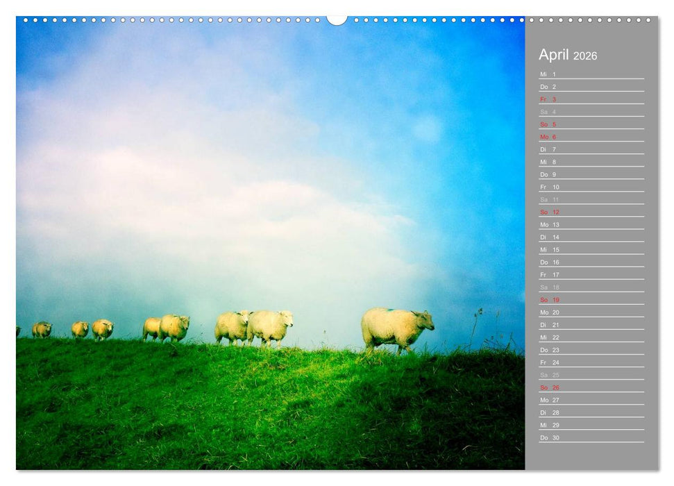 AUF DEM DEICH (CALVENDO Wandkalender 2026)