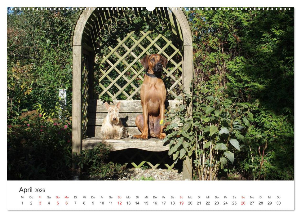 Ridgebacks - Hunde aus Afrika (CALVENDO Premium Wandkalender 2026)