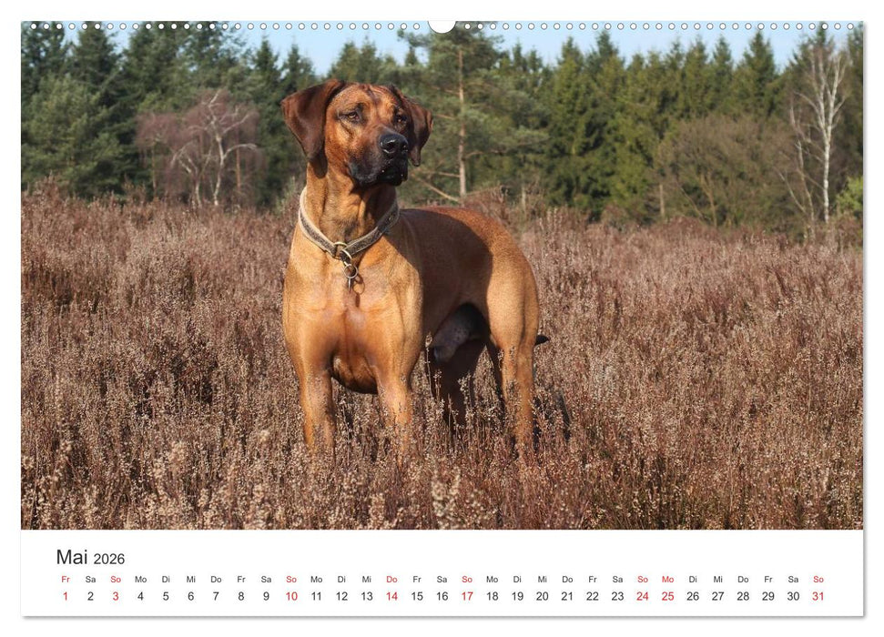 Ridgebacks - Hunde aus Afrika (CALVENDO Premium Wandkalender 2026)