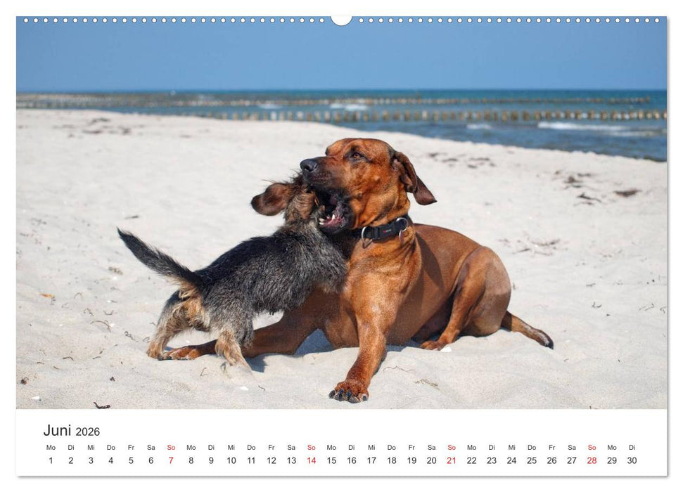 Ridgebacks - Hunde aus Afrika (CALVENDO Premium Wandkalender 2026)