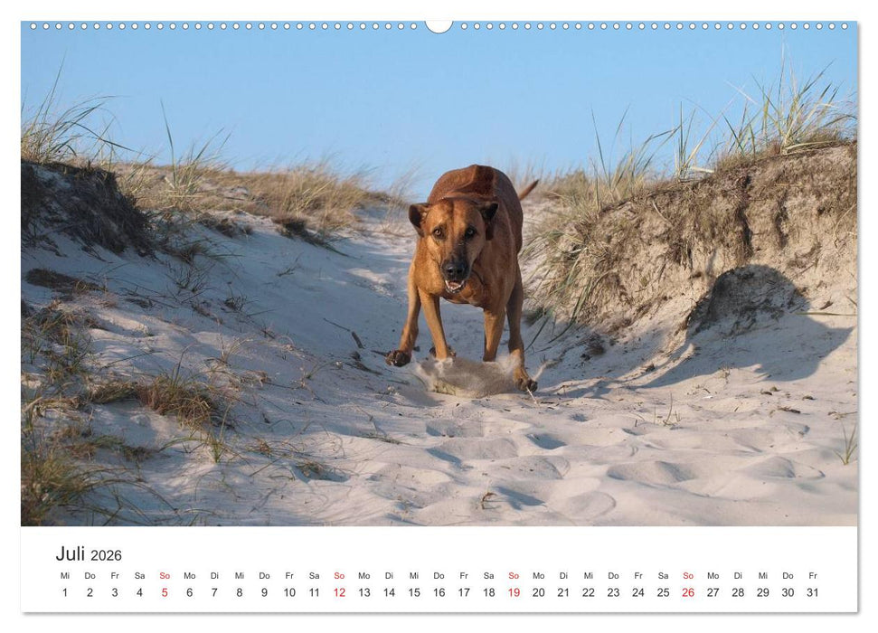 Ridgebacks - Hunde aus Afrika (CALVENDO Premium Wandkalender 2026)