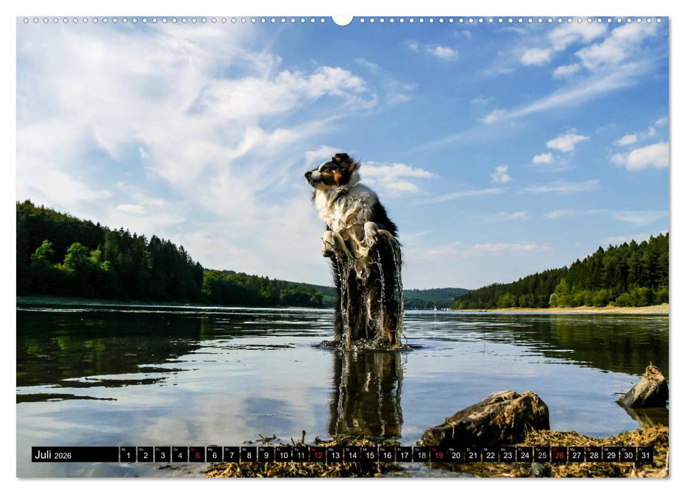 Australian Shepherd - Lebensfreude auf vier Pfoten (CALVENDO Premium Wandkalender 2026)