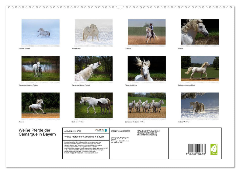 Weiße Pferde der Camargue in Bayern (CALVENDO Premium Wandkalender 2026)