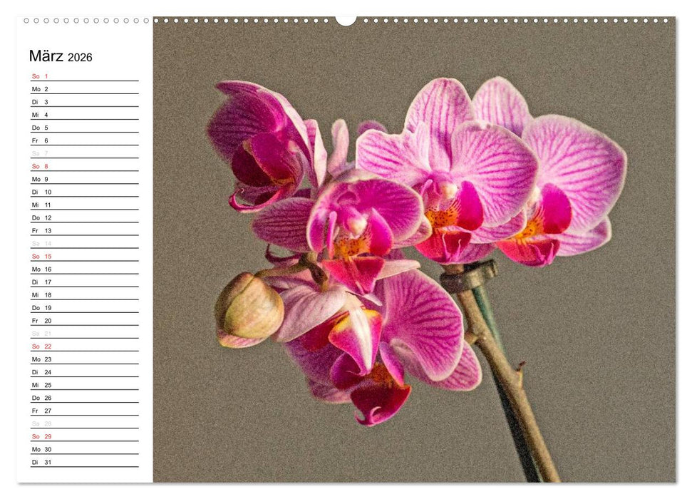 Blütenzauber Orchideen (CALVENDO Premium Wandkalender 2026)