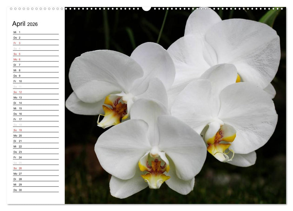 Blütenzauber Orchideen (CALVENDO Premium Wandkalender 2026)
