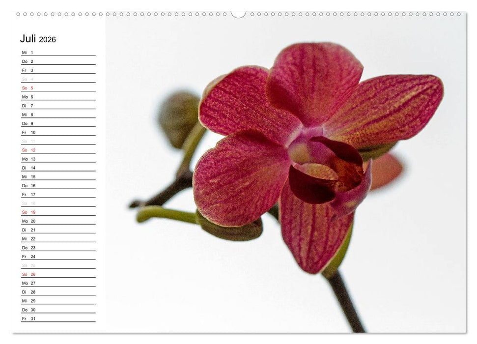 Blütenzauber Orchideen (CALVENDO Premium Wandkalender 2026)