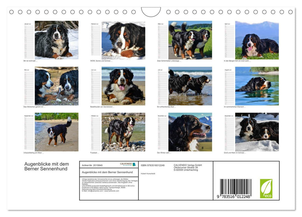 Augenblicke mit dem Berner Sennenhund (CALVENDO Wandkalender 2026)