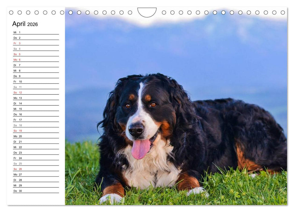 Augenblicke mit dem Berner Sennenhund (CALVENDO Wandkalender 2026)