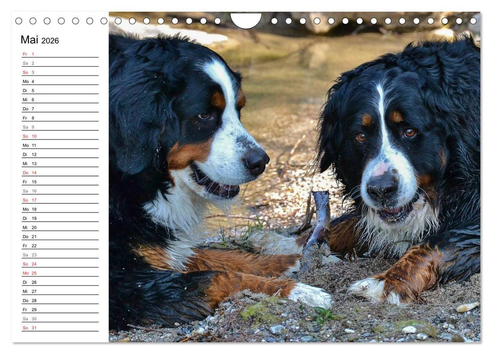 Augenblicke mit dem Berner Sennenhund (CALVENDO Wandkalender 2026)
