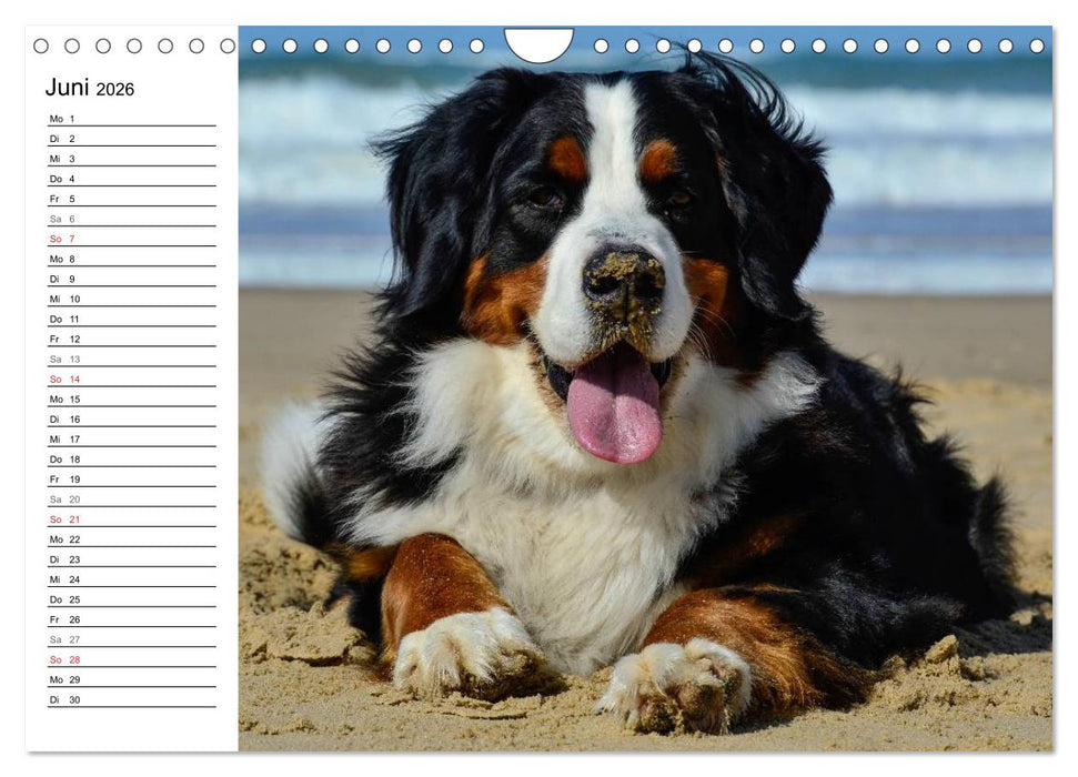 Augenblicke mit dem Berner Sennenhund (CALVENDO Wandkalender 2026)