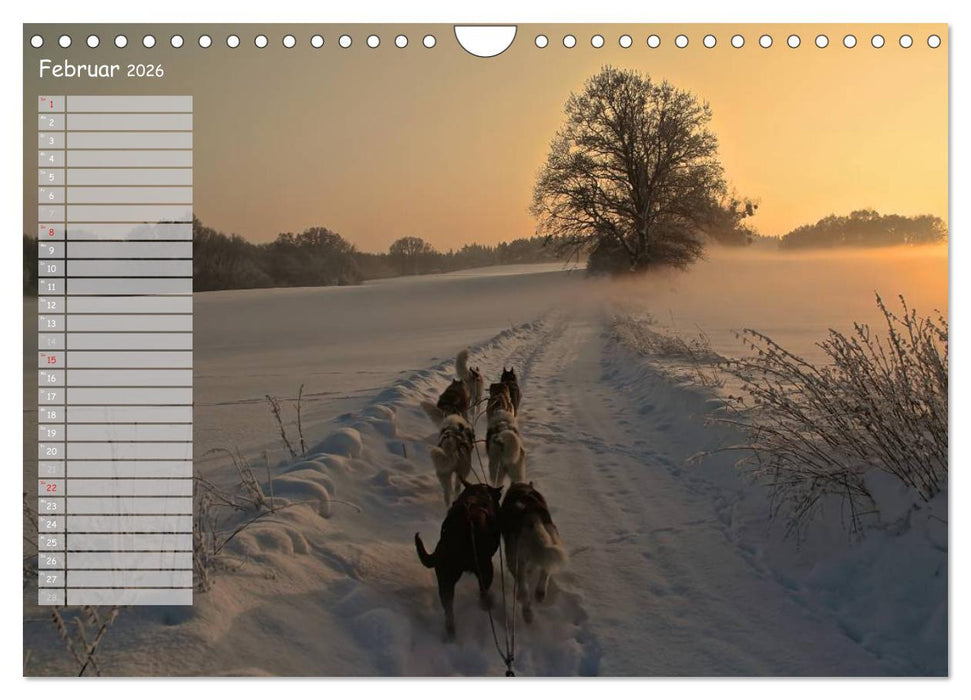 Huskies! (CALVENDO Wandkalender 2026)