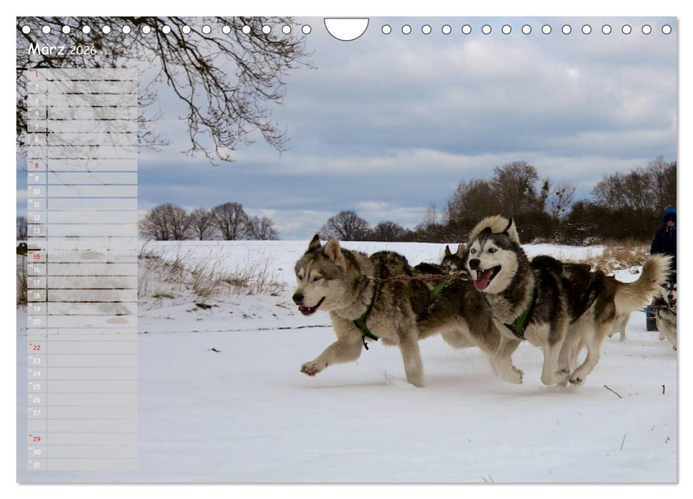 Huskies! (CALVENDO Wandkalender 2026)
