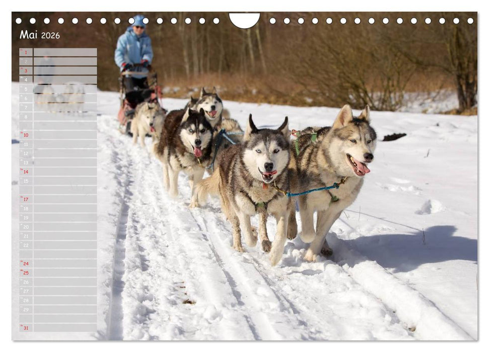 Huskies! (CALVENDO Wandkalender 2026)