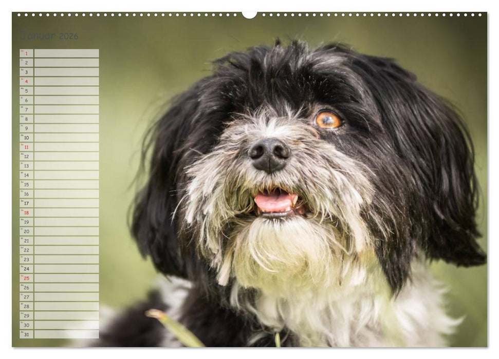 Spaß mit Havanesern (CALVENDO Premium Wandkalender 2026)