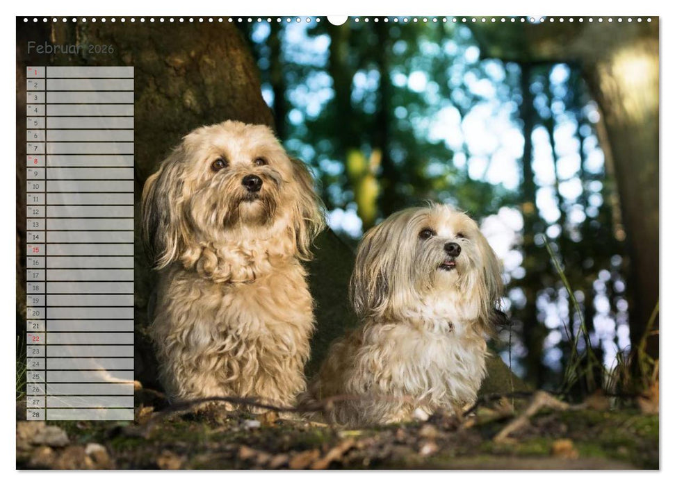 Spaß mit Havanesern (CALVENDO Premium Wandkalender 2026)