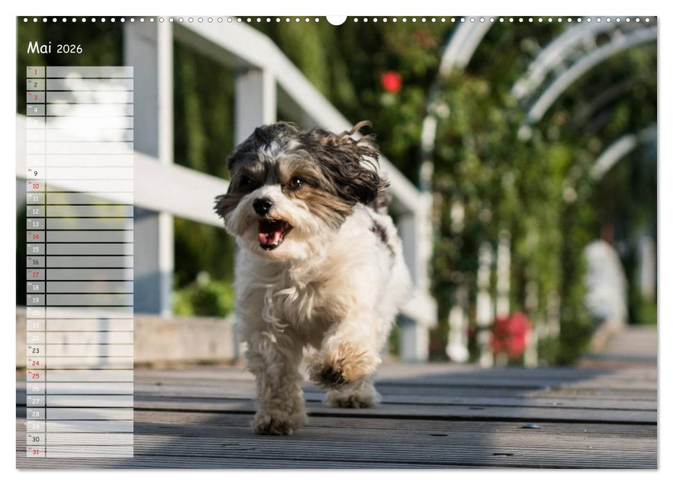 Spaß mit Havanesern (CALVENDO Premium Wandkalender 2026)