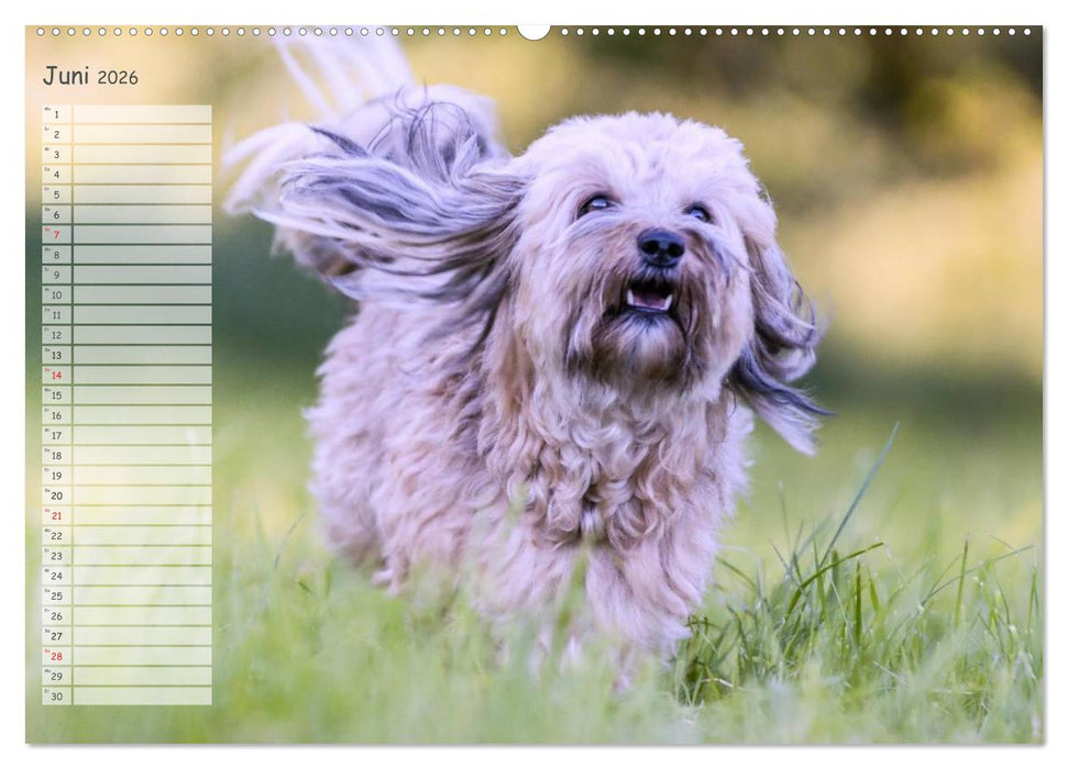 Spaß mit Havanesern (CALVENDO Premium Wandkalender 2026)