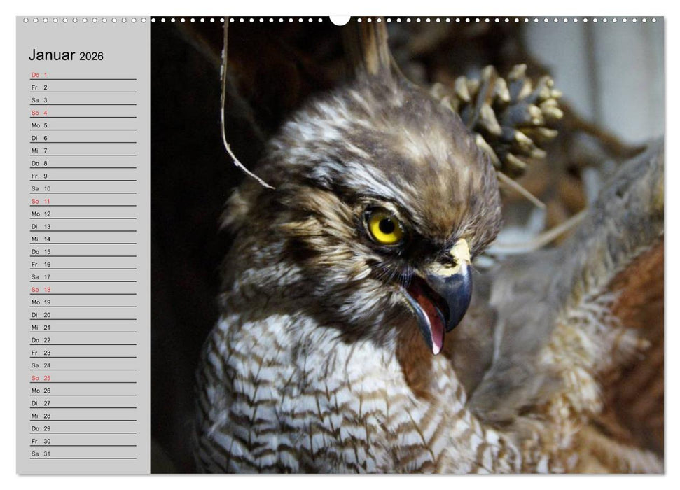 Adler und Greife. Könige des Himmels (CALVENDO Premium Wandkalender 2026)