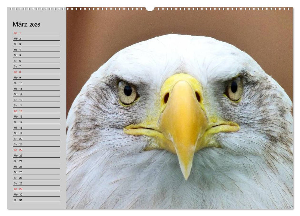 Adler und Greife. Könige des Himmels (CALVENDO Premium Wandkalender 2026)