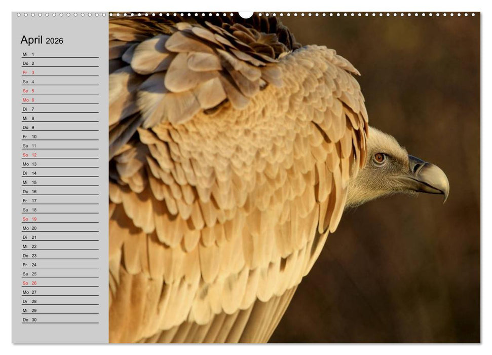 Adler und Greife. Könige des Himmels (CALVENDO Premium Wandkalender 2026)