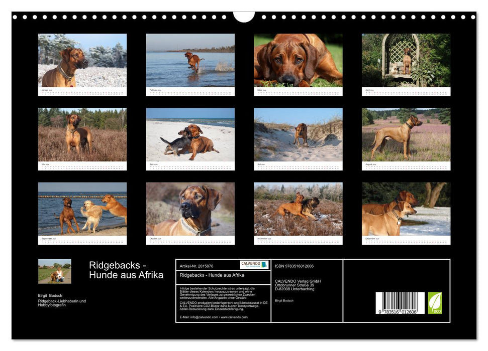 Ridgebacks - Hunde aus Afrika (CALVENDO Wandkalender 2026)