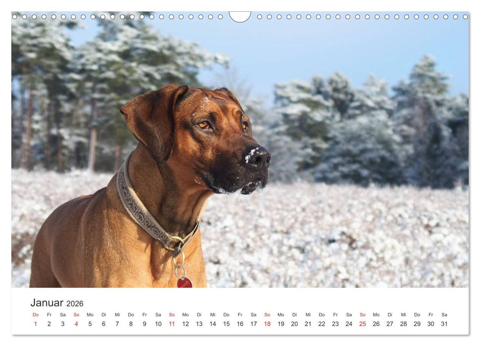 Ridgebacks - Hunde aus Afrika (CALVENDO Wandkalender 2026)