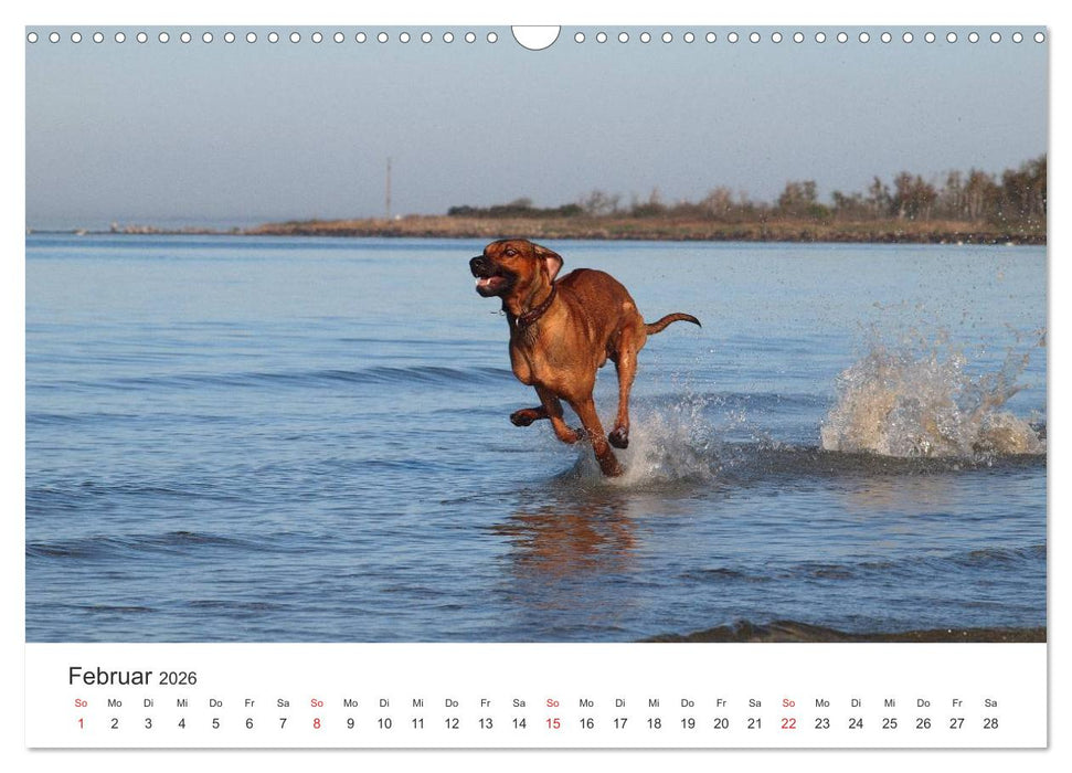 Ridgebacks - Hunde aus Afrika (CALVENDO Wandkalender 2026)