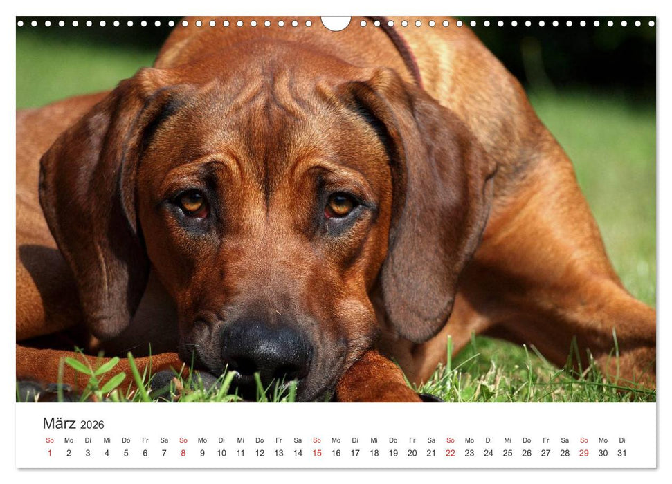 Ridgebacks - Hunde aus Afrika (CALVENDO Wandkalender 2026)