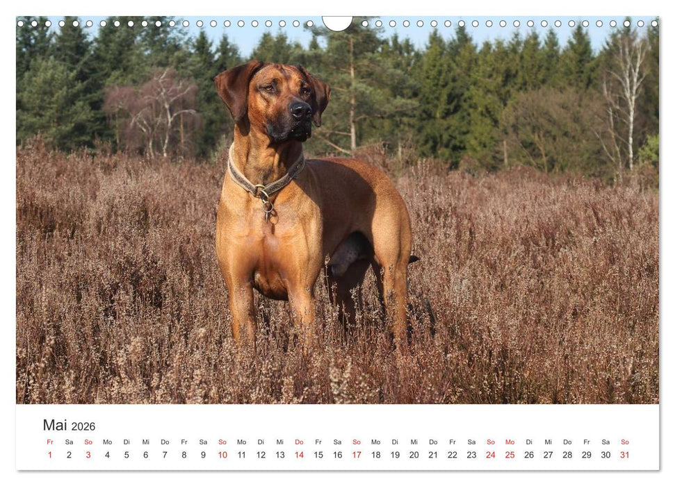 Ridgebacks - Hunde aus Afrika (CALVENDO Wandkalender 2026)