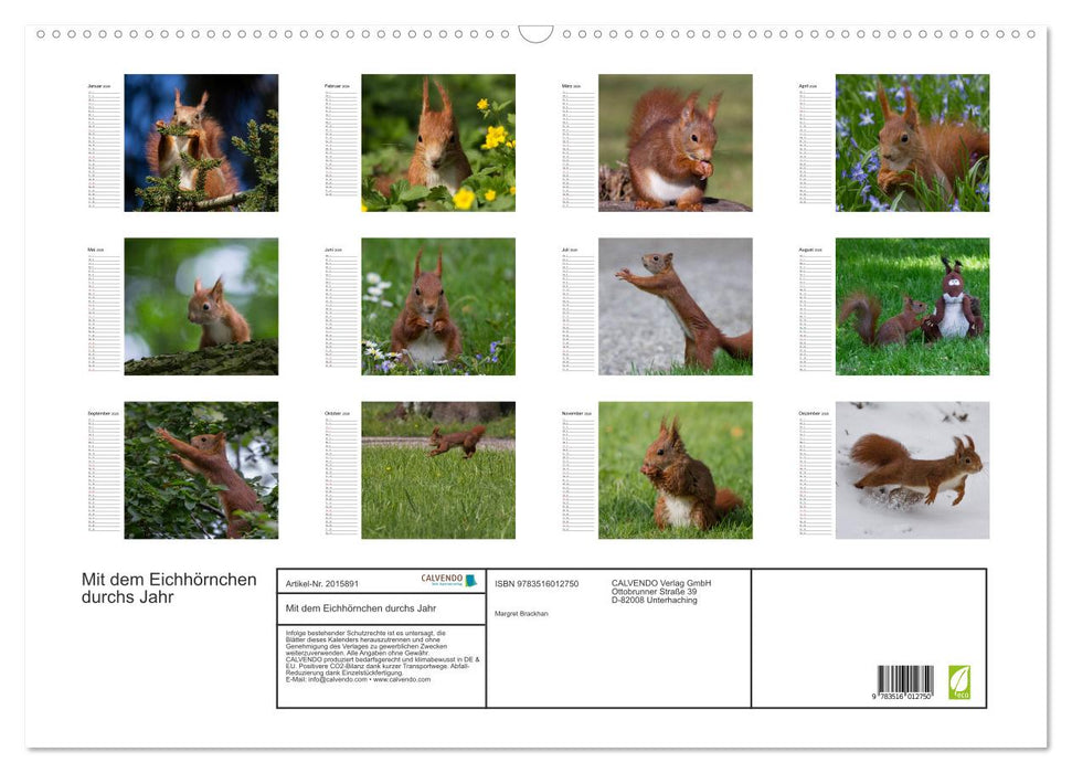Mit dem Eichhörnchen durchs Jahr (CALVENDO Wandkalender 2026)