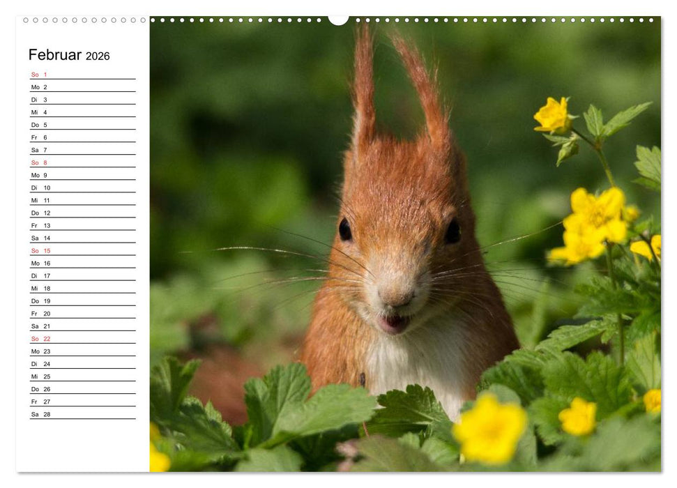 Mit dem Eichhörnchen durchs Jahr (CALVENDO Wandkalender 2026)