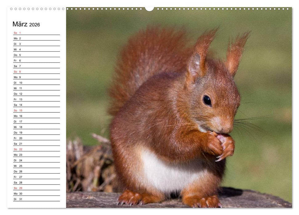 Mit dem Eichhörnchen durchs Jahr (CALVENDO Wandkalender 2026)