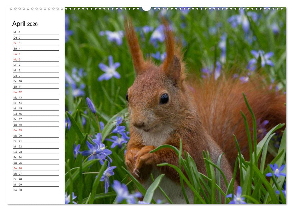 Mit dem Eichhörnchen durchs Jahr (CALVENDO Wandkalender 2026)