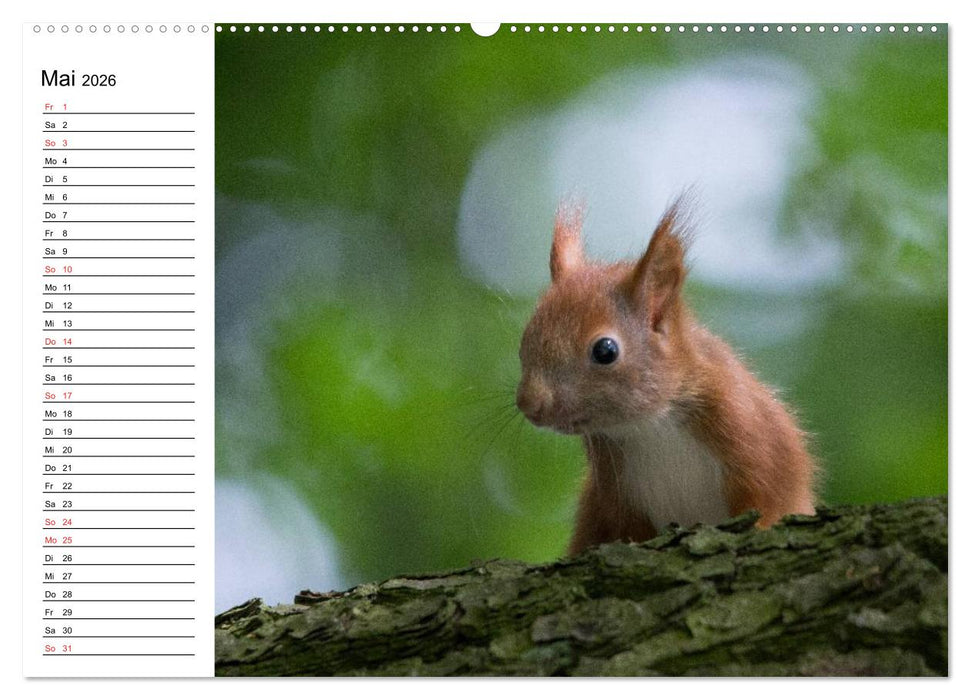 Mit dem Eichhörnchen durchs Jahr (CALVENDO Wandkalender 2026)