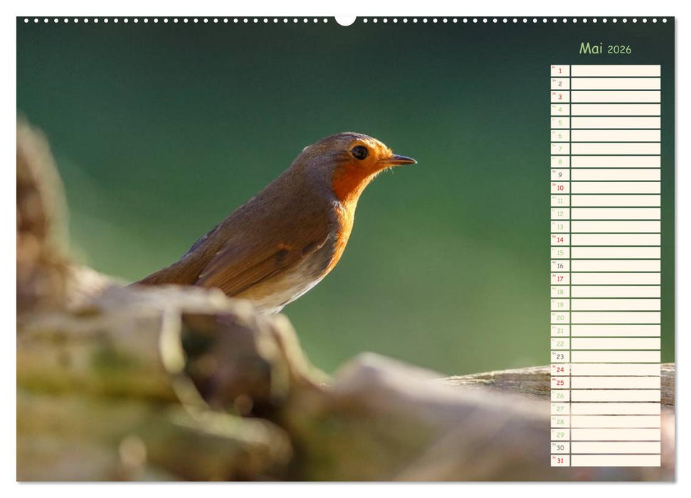 Gefiederte Schönheiten - Das Rotkehlchen / Planer (CALVENDO Premium Wandkalender 2026)