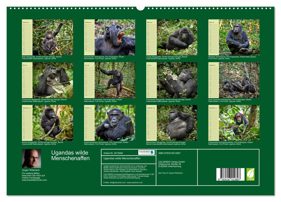 Ugandas wilde Menschenaffen (CALVENDO Premium Wandkalender 2026)