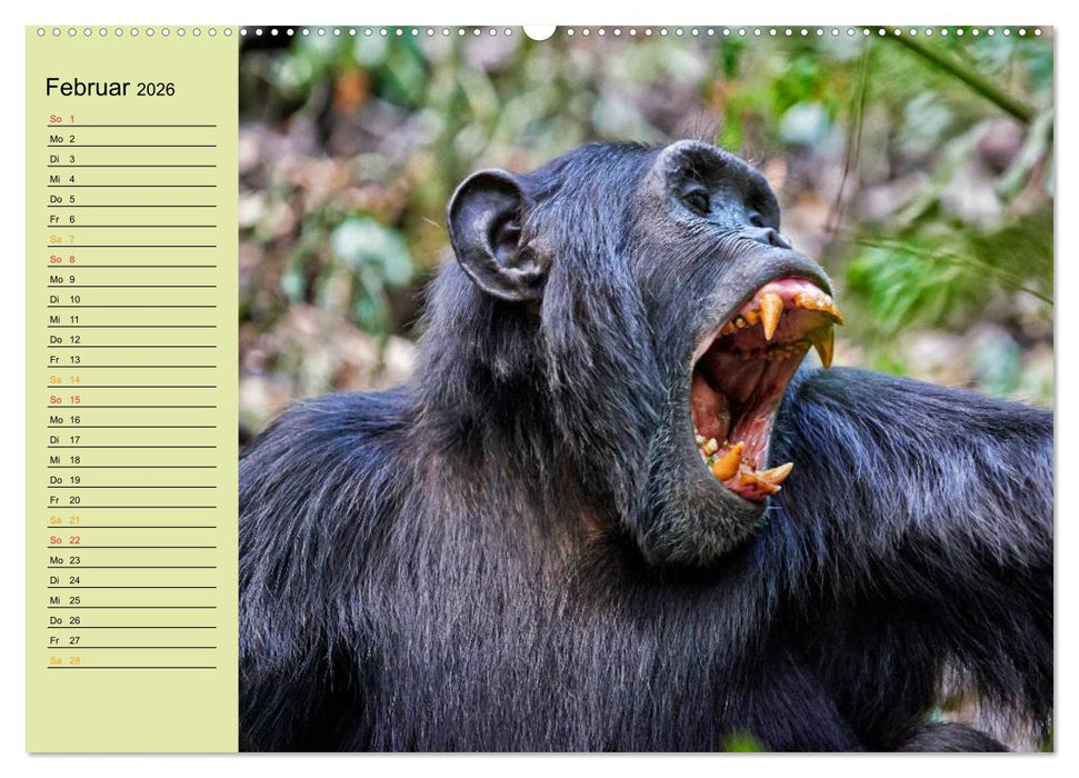 Ugandas wilde Menschenaffen (CALVENDO Premium Wandkalender 2026)