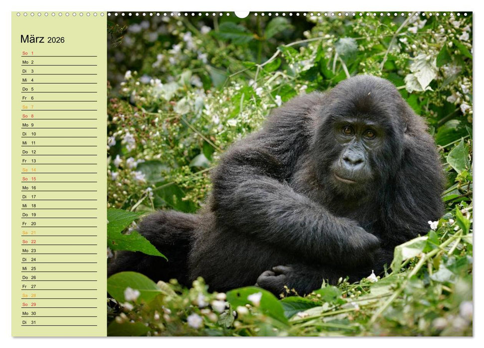 Ugandas wilde Menschenaffen (CALVENDO Premium Wandkalender 2026)