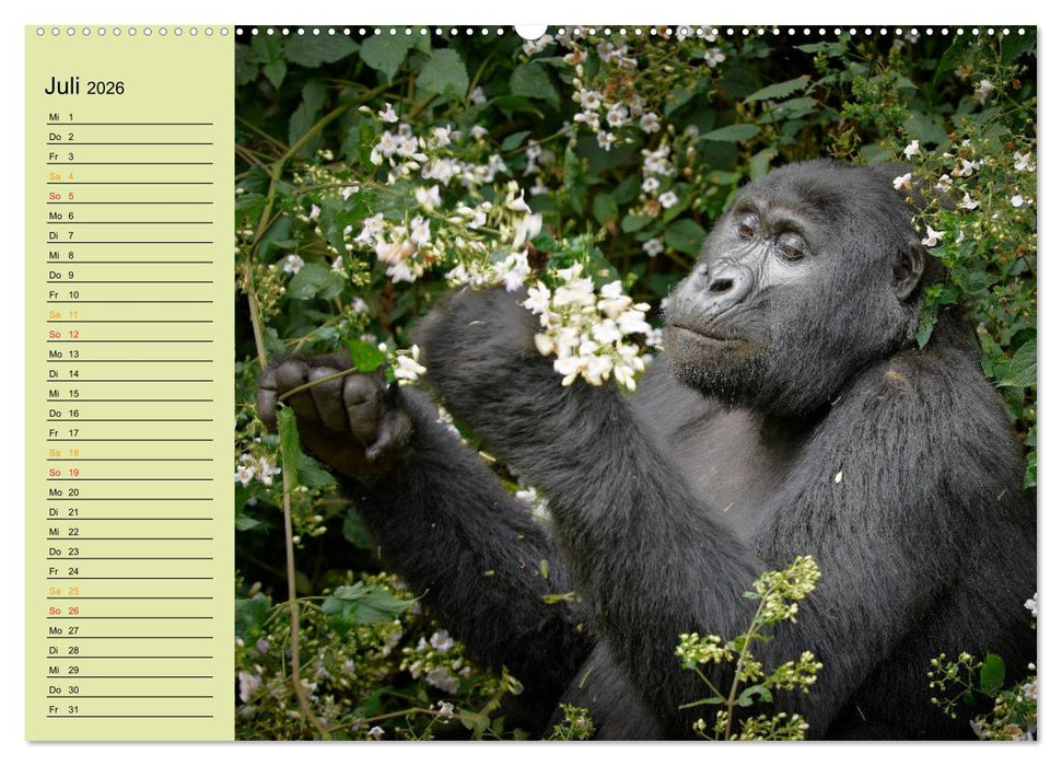 Ugandas wilde Menschenaffen (CALVENDO Premium Wandkalender 2026)